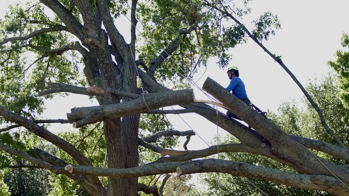 Professional Crown Thinning performed by certified arborists in Marble Falls