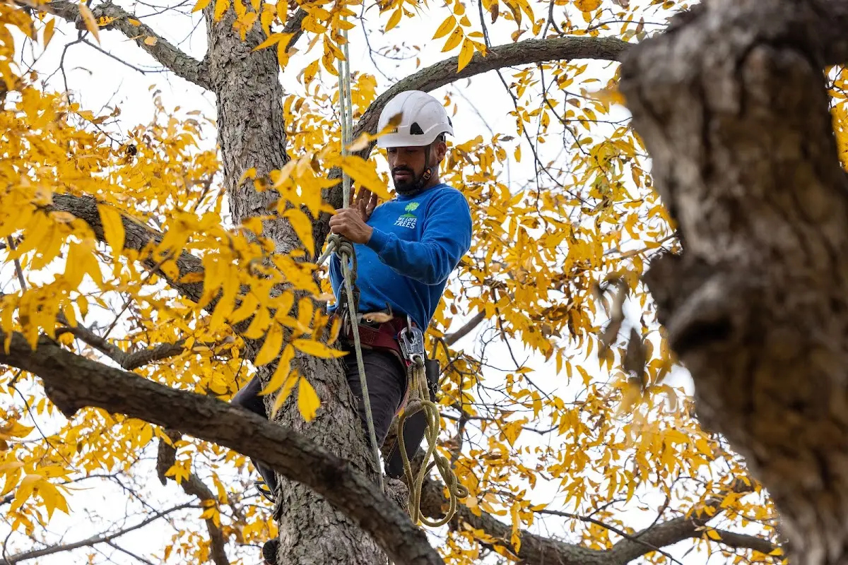 Skilled Storm Damage Cleanup crew working in Marble Falls